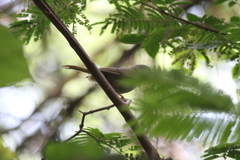 Phyllastrephus poliocephalus