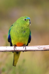 Neophema chrysogaster