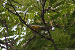 Apalis chariessa
