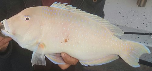 Venus tuskfish (Choerodon venustus) — Labridae — 4