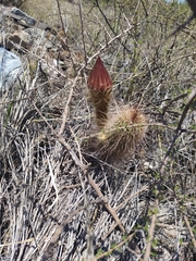 Trichocereus strigosus
