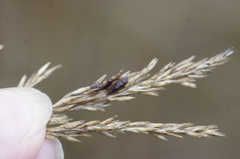 Claviceps arundinis