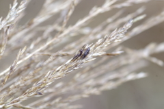 Claviceps arundinis