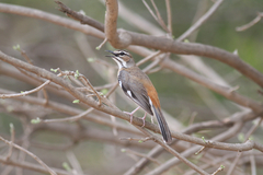 Cercotrichas quadrivirgata