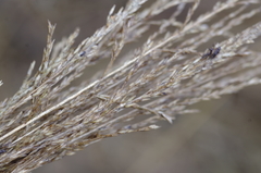 Claviceps arundinis