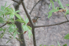 Cichladusa arquata