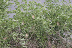 Euplectes albonotatus