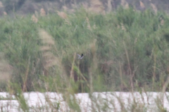 Falco amurensis