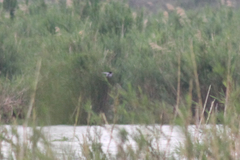 Falco amurensis