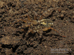 Paratrochosina amica