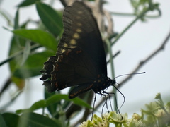 Battus polydamas polydamas