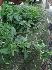 Priva lappulacea