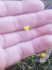 Utricularia subulata