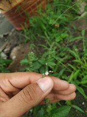 Priva lappulacea