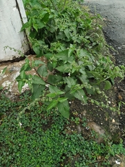 Priva lappulacea