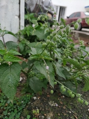 Priva lappulacea