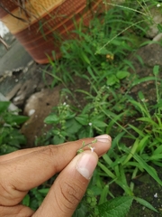 Priva lappulacea