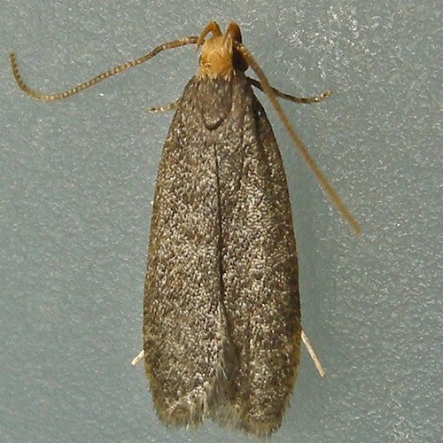 Glyphidocera lithodoxa photo 2