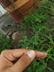 Priva lappulacea