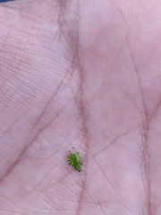 Priva lappulacea