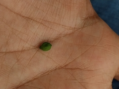 Priva lappulacea