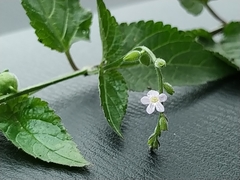 Priva lappulacea