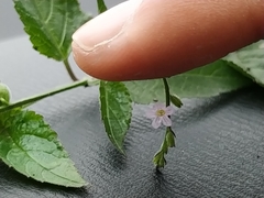 Priva lappulacea