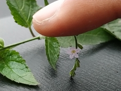 Priva lappulacea