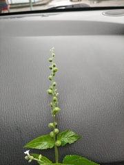 Priva lappulacea