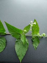 Priva lappulacea