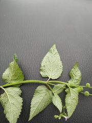 Priva lappulacea