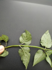 Priva lappulacea