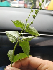 Priva lappulacea
