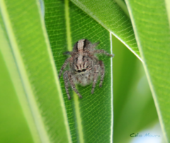 Megafreya sutrix