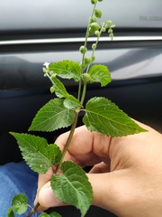 Priva lappulacea
