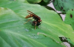 Polistes cavapytiformis