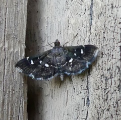 Diathrausta