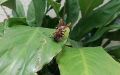 Polistes cavapytiformis