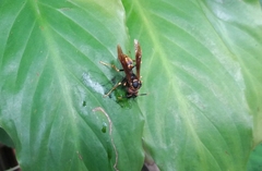 Polistes cavapytiformis