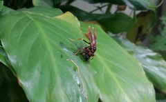 Polistes cavapytiformis