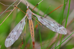 Tipula scripta