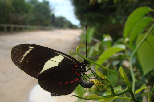 Sara Longwing