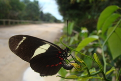 Mariposa de alas largas de dos bandas
