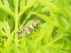 Acrididae