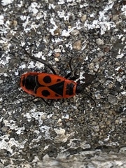 Pyrrhocoris apterus