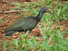 Green Ibis photo 4