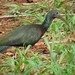 Green Ibis - Photo (c) Daniel Cavallari, some rights reserved (CC BY-NC-SA), uploaded by Daniel Cavallari