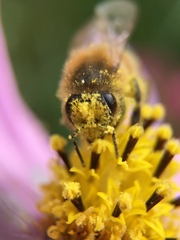 Apis mellifera