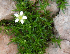 Moehringia ciliata