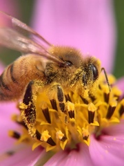 Apis mellifera